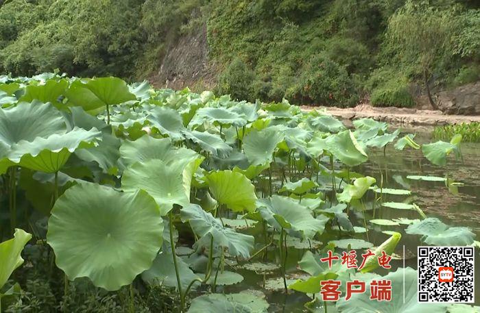 张湾区西沟乡多措施改善流域水质 打造生态乡镇