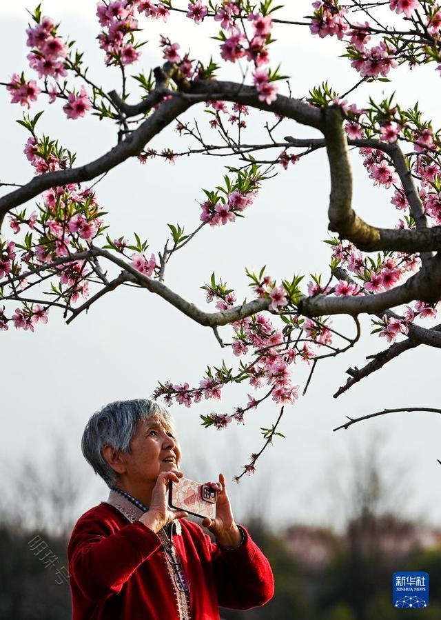 春至长安：花开一日看不尽