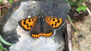 武汉东湖湿地内发现中国物种红色名录蝴蝶红灰蝶