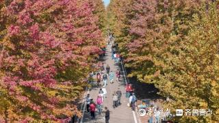 美翻了！快来打卡！青岛西海岸新区千亩红枫进入最佳观赏期