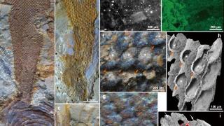 贵州大学兰天副教授在《Nature》发表合作研究成果