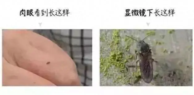 崩溃！这个“吸血鬼”，又猛又难缠！最近多人中招，街坊：去年的还未好，今年又续上