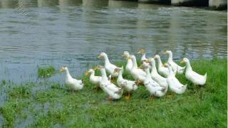 鸭群的霉菌病是怎么回事    鸭群的霉菌病能怎么治