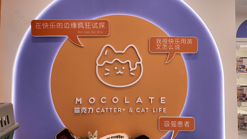 【毛孩子探店记】被宠物主称为猫舍届“爱马仕”的猫克力，到底长