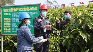 广西灵山：电力赋能兰花产业发展