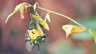 世界八大名贵蝴蝶之首金斑喙凤蝶