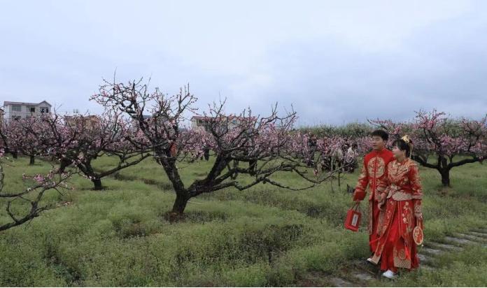 九江永修：单身青年男女桃花园里觅良缘