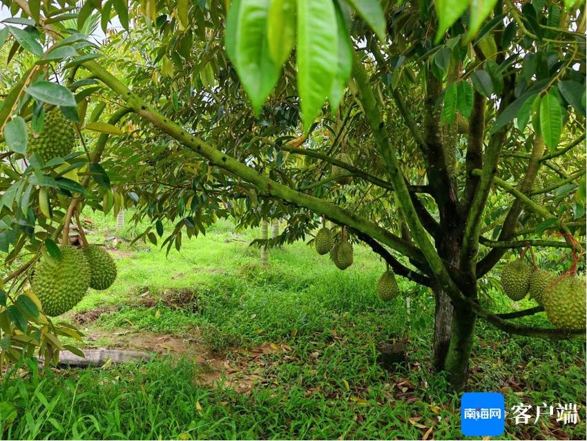 国产榴莲种植技术取得重大突破