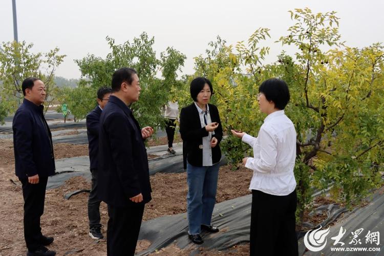 《德州市乐陵金丝小枣产业促进条例》立法调研座谈会在乐陵市召开