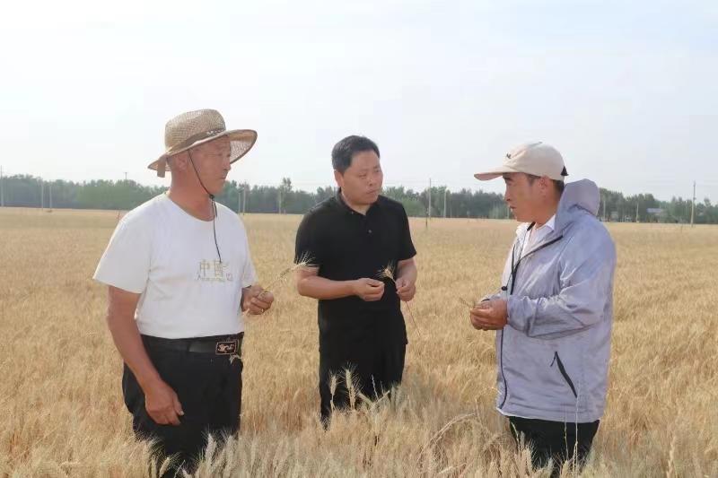 情洒黄土地——鄄城县政协委员鄄城县农业农村局高级农艺师闫相卿