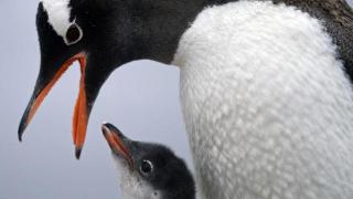 研究：到2100年南极洲三分之二的生物圈和企鹅可能会消失