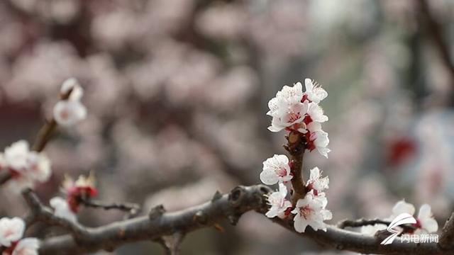 新泰·龙廷赏花季掌平洼杏梅花节拉开帷幕