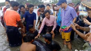 缅甸伊洛瓦底海滩：当地居民和当局共同拯救搁浅的鲸鱼