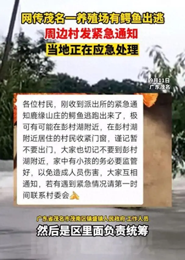 广东鳄鱼暴雨中出逃已抓回36条 目前暂未出现鳄鱼伤人事件