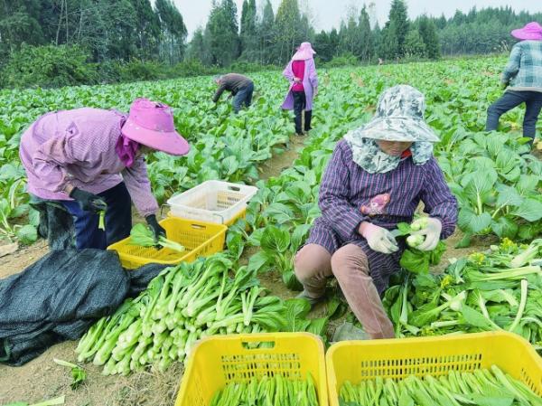 格沙屯村迟菜心远销粤港澳大湾区