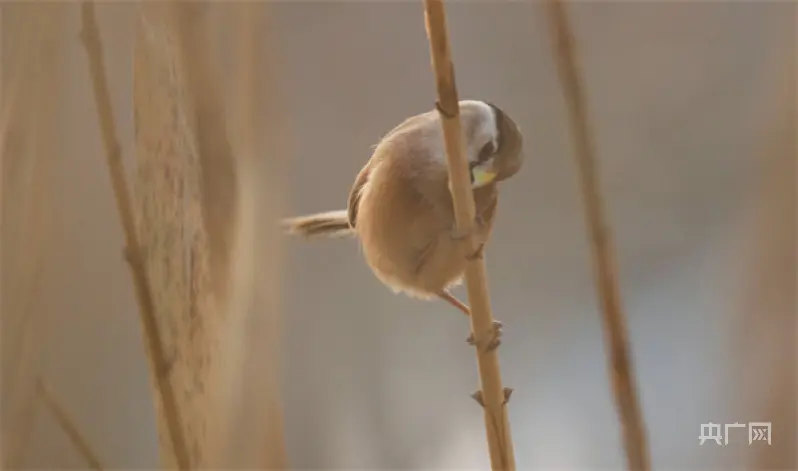 周口淮阳：“鸟中熊猫”震旦鸦雀现身龙湖湿地