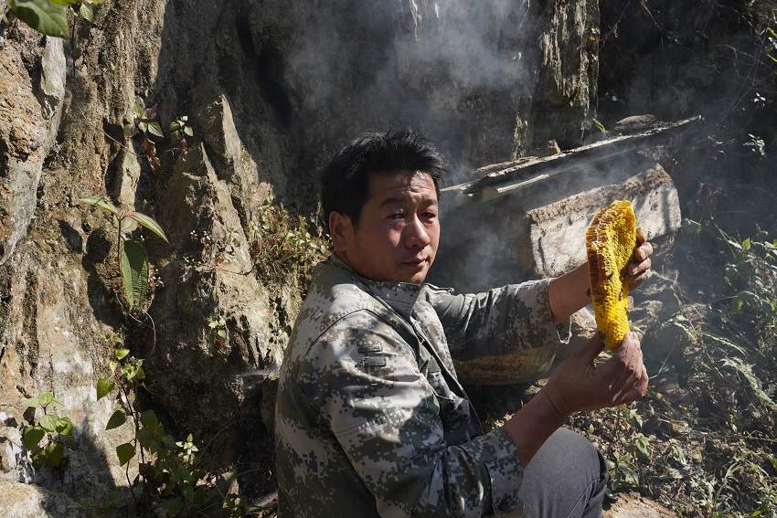 蜜飘香！“牛粪”护体， 一起到哀牢山中掏蜂蜜