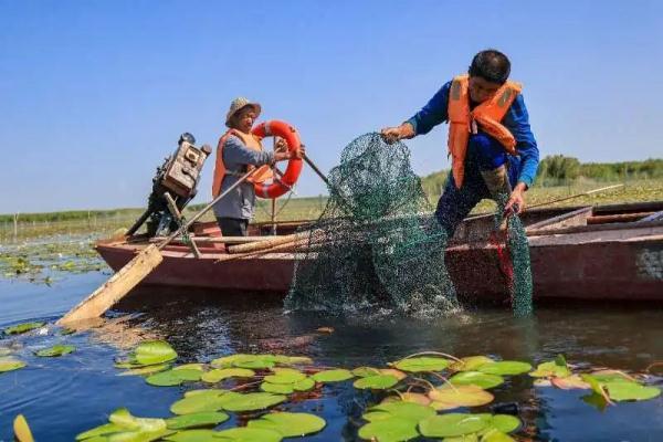 新疆淡水龙虾上市本地人吃上了土生土长的新鲜龙虾