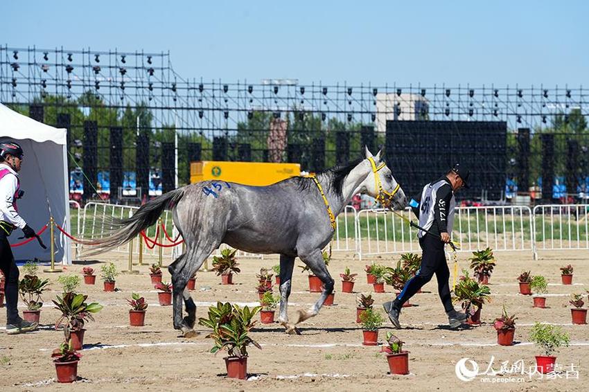 2023包头马术系列赛首场赛事扬鞭开赛