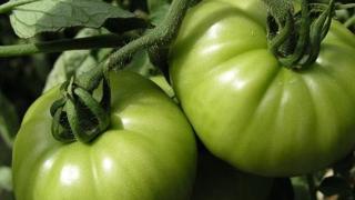 番茄原来和它们是天生一对，清血健身，爱吃的人有福啦！