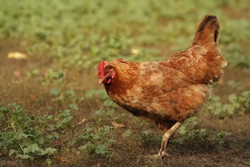 地球究竟是先有鸡还是先有蛋？科学家揭开真相