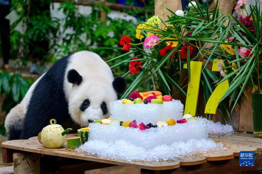 中国旅马大熊猫夫妇喜迎17岁生日