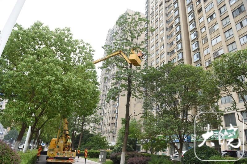 梅雨期减少安全隐患！合肥滨湖功能区已完成53条道路绿化“双修”