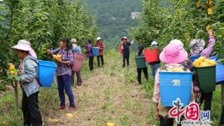 四川苍溪：擦亮梨产业“金字招牌” 铺就群众增收致富路