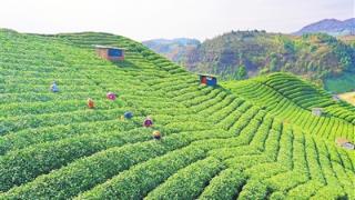 贵定：搭稳台唱好戏  推动茶产业高质量发展