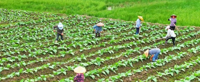 湖南常宁：仲春时节农事忙