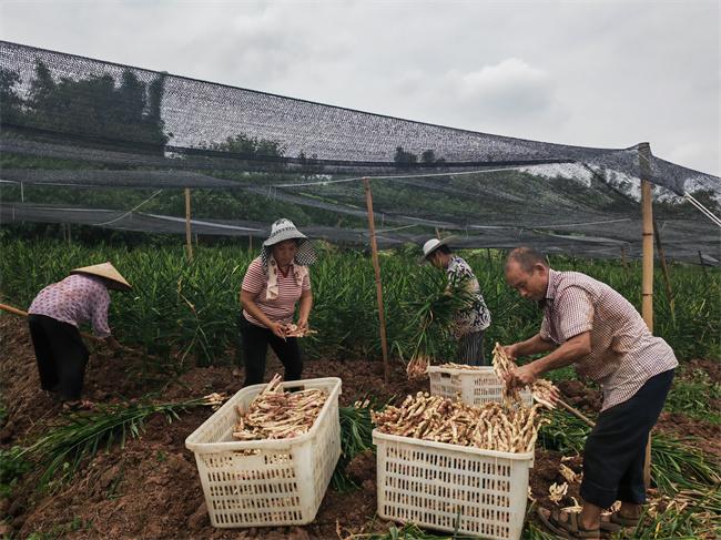 泸州泸县牛滩生姜走出国门