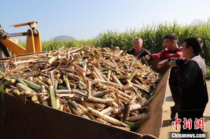 广西柳州：蔗海丰收 榨出生活的“甜蜜”