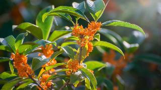 临沂：桂花飘香