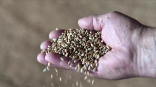 俄方称准备恢复对越南的小麦供应