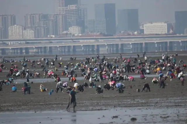 国庆假日，青岛这处海滩火了！蛤蜊一挖一麻袋，根本挖不完