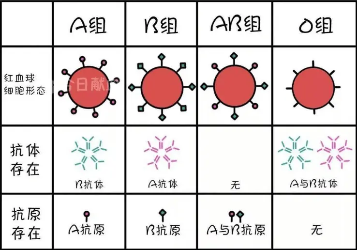 A型、B型、AB型、O型，哪种血型的人抵抗力好？看看你是啥血型？