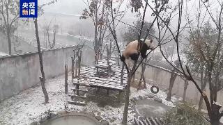 萌劲十足！秦岭大熊猫雪中撒欢成“芝麻汤圆”