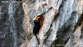 一对冠斑犀鸟在同一个崖洞里繁育出5窝雏鸟