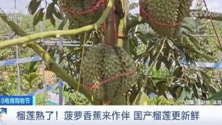 海南榴莲“树上熟”，7月中旬将迎来更多榴莲成熟