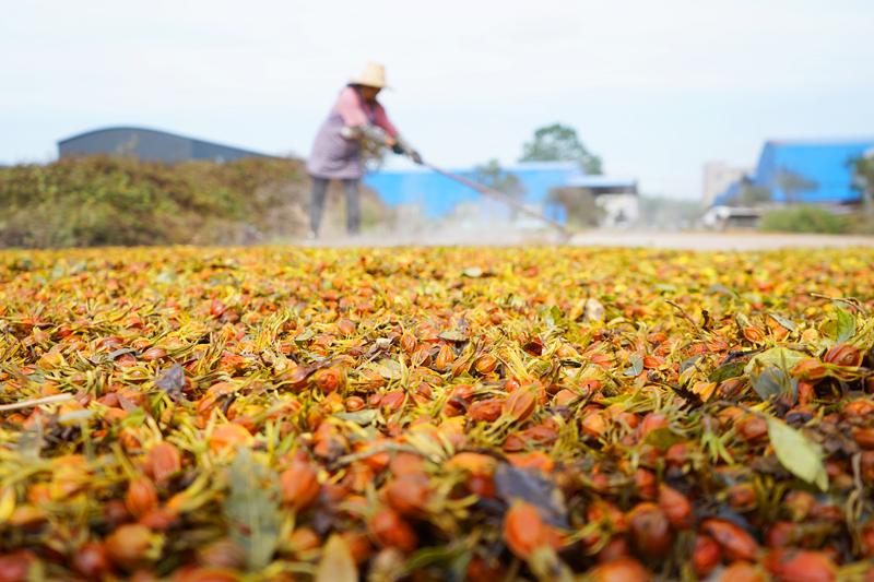 江西上高：药材种植 助农增收