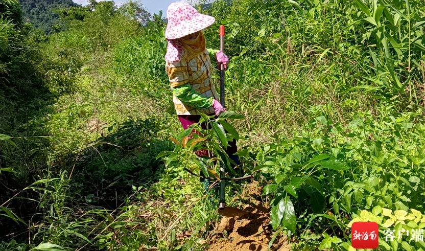 南吉村：“牛油果梦”实现