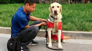 石家庄第一只导盲犬“阿布”上岗了！