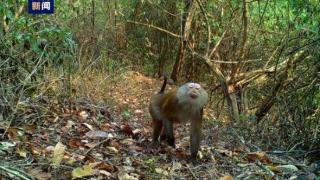 北豚尾猴结伴从山坡密林中走来边走边寻觅食物
