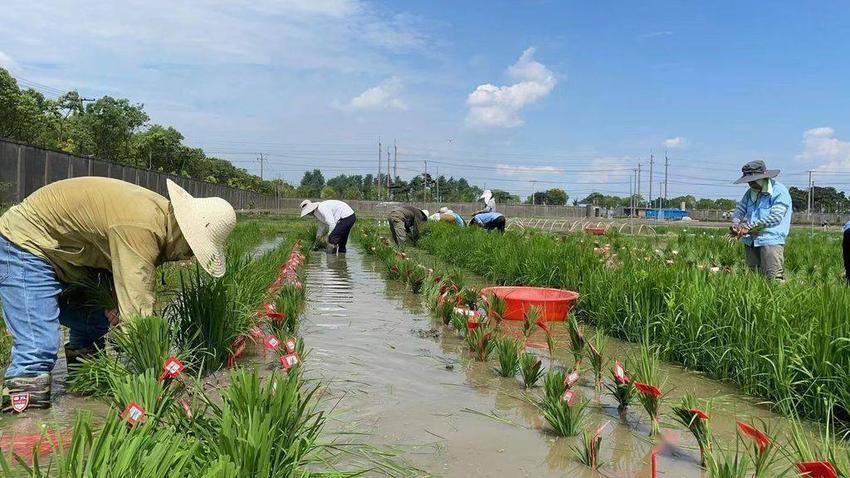 科学家揭示水稻等植物的免疫激活新机制