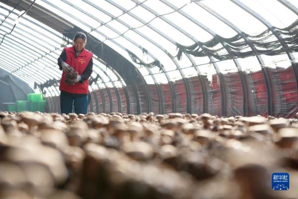 河北内丘：食用菌进入收获旺季