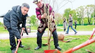 新疆牧民大叔在汉种下石榴树