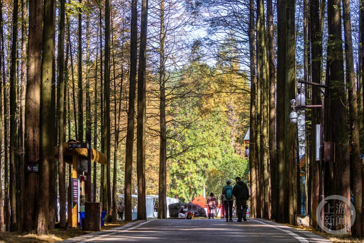 冬日南川赏“秋景”