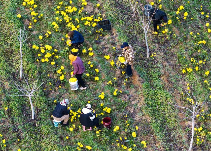 邯郸复兴区：林下套种金丝菊 一地两用促增收