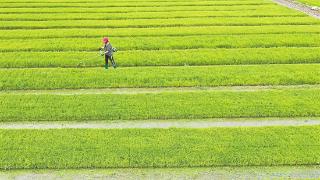 涿州市万亩稻田机械插秧“抢农时”