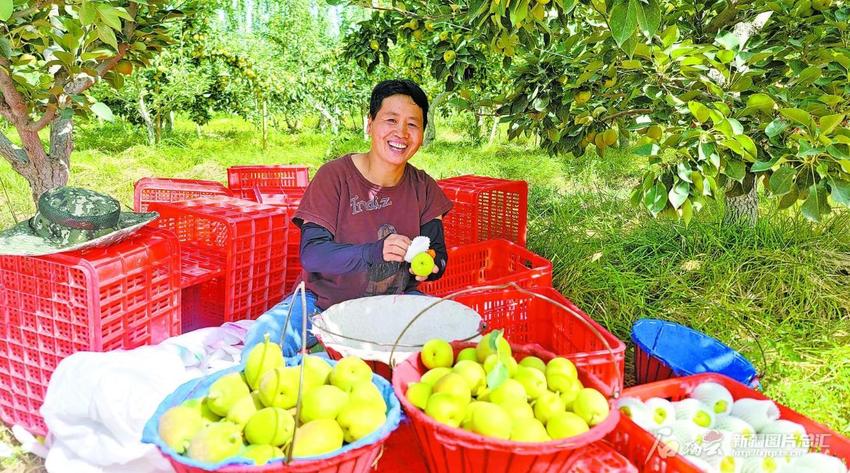 库尔勒香梨凭啥叫得响 区域公用品牌价值连续6年稳居梨类第一